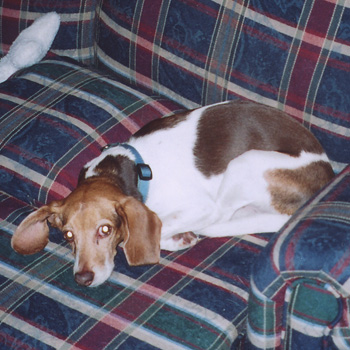 Dinker
