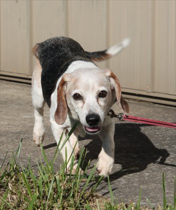 Heidi