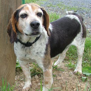 Hubert