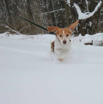Jim, the Beagle