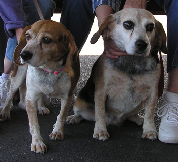 Lady & Lacy