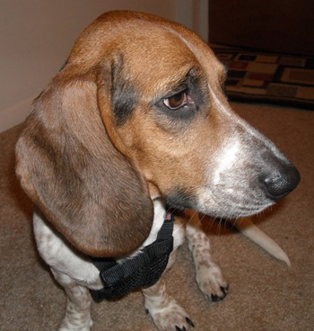 Maggie