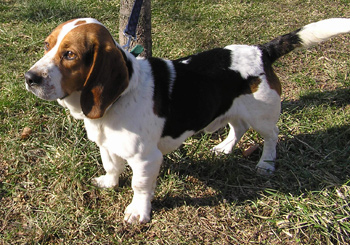Sparky