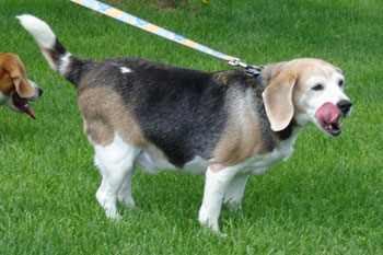 Spencer