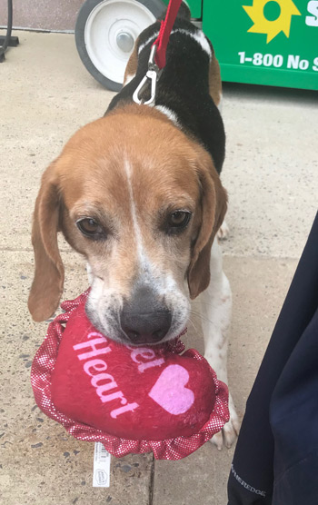 Louie
