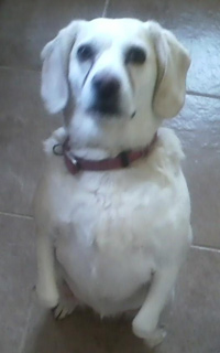 Abby
