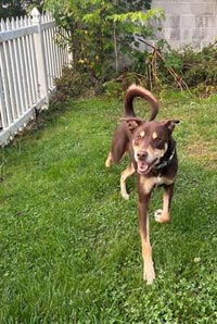 Archie