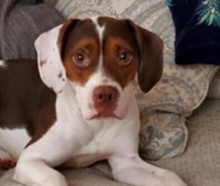Axel