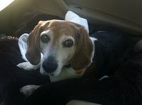 Bella