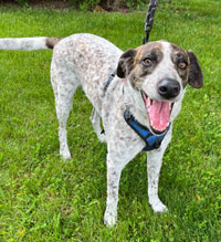 Benny (formerly Benelli)