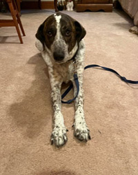 Benny (formerly Benelli)