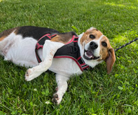 Benny the Beagle