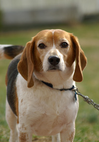 Benson
