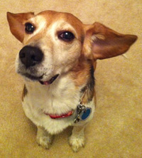 Brody