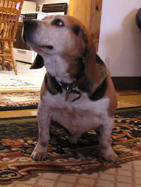 Buddy the 2nd