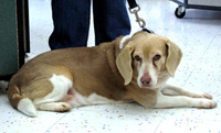 Buddy the 2nd
