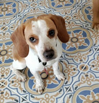 Cooper