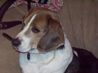 Cooper