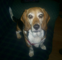 Cooper