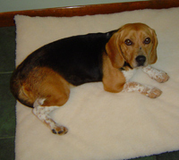 Daisy