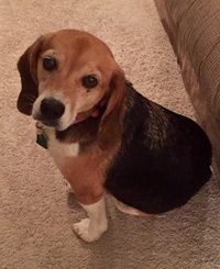 Daisy