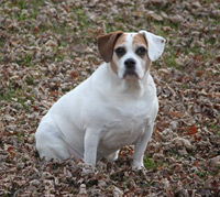 Daisy