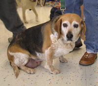 Daisy Mae