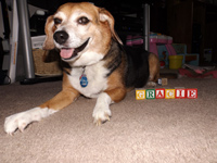 Gracie II