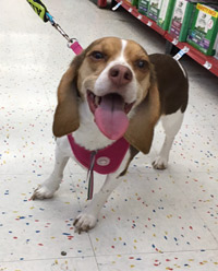 Gracie