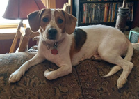 Jazzie
