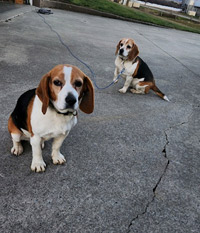 Josie & Sadie