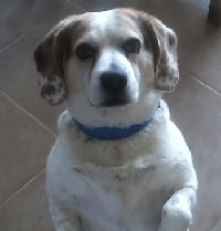 Louie