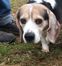 Maggie