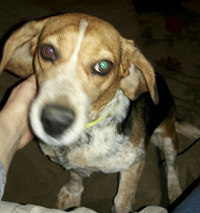 Maggie May