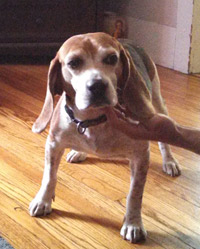 Max