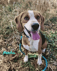 Mocha