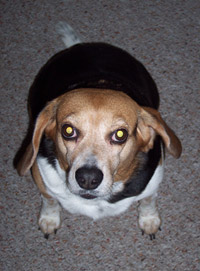 Molly