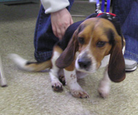 Mr. Beagle