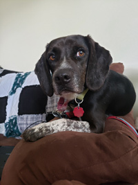 Murphy