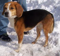 Nova