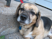 Ozzie