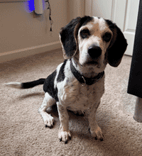 Pepper