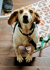 Petey