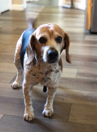 Phoebe
