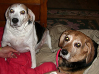 Piper & Willow