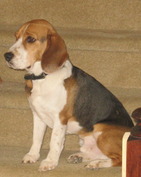 Romeo