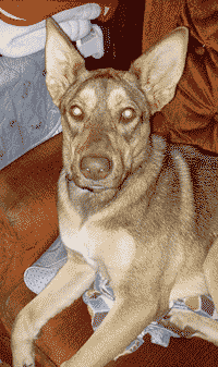 Roo