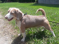 Roscoe