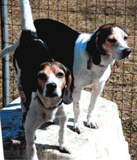 Sadie Mae & Sallie Sue