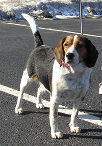 Shiloh